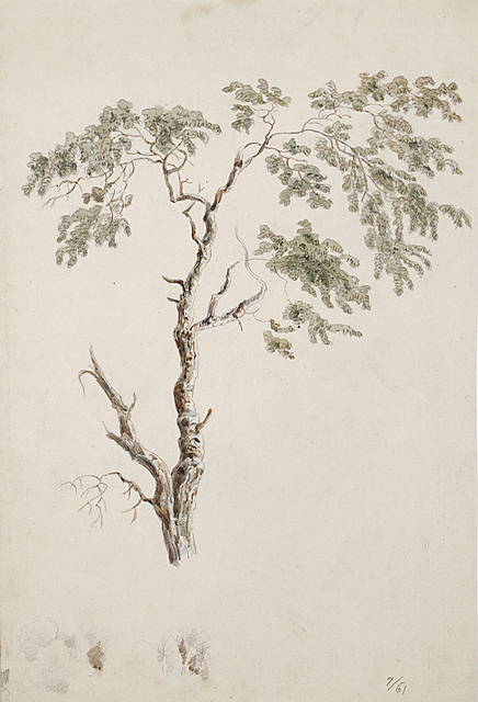Brzoza, 1861