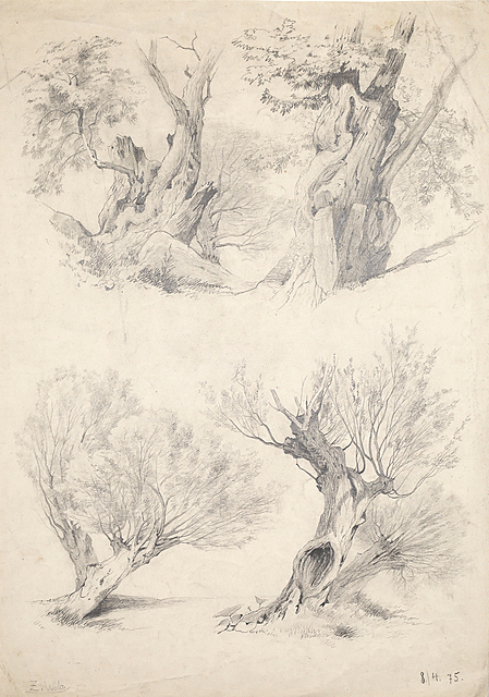 Drzewa w okolicy Żelazowej Woli, 1875
