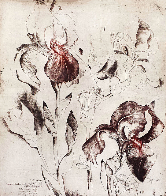 Irysy 9 (edycja 5/90), 1983