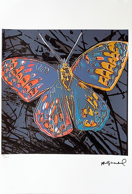 Silverspot Butterfly / Seria Zagrożone Gatunki