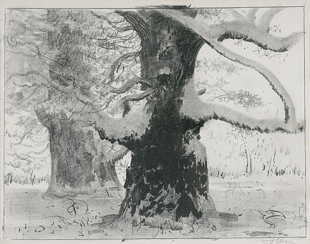 DĘBY ROGALIŃSKIE POD ŚNIEGIEM, ok. 1925