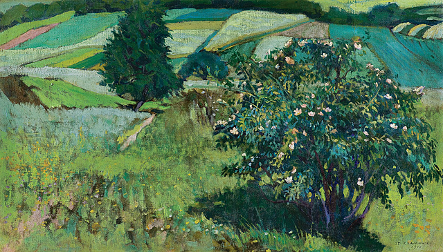 KRZEW RÓŻY, 1910