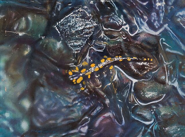 SALAMANDRA, 1991