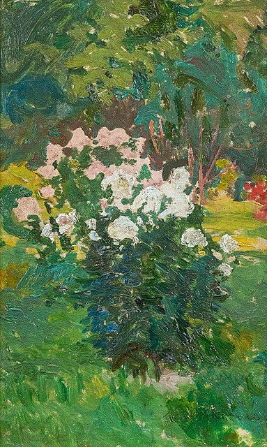 Krzewy w ogrodzie