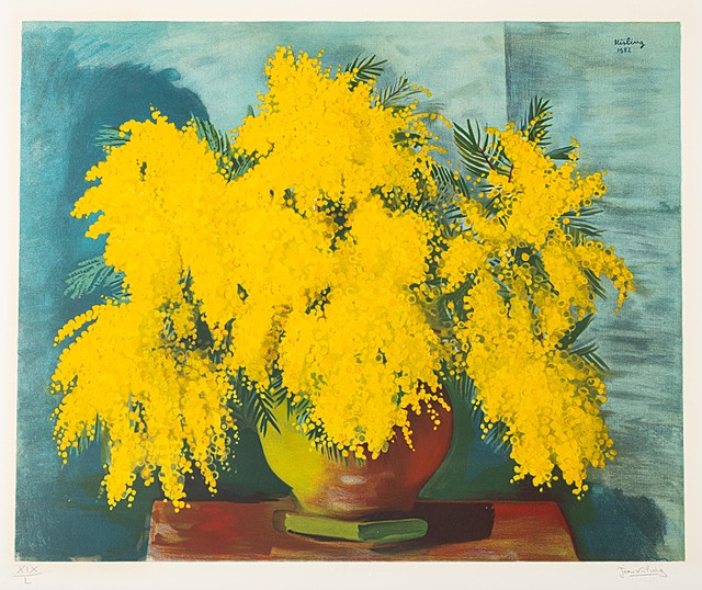 Mimozy