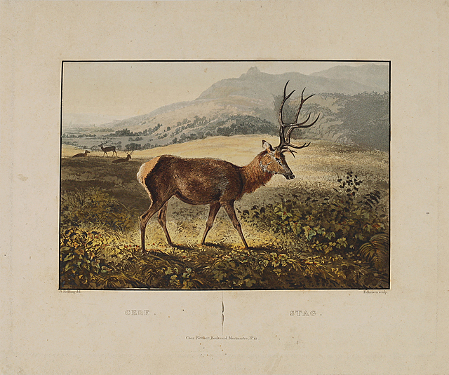 Jeleń w górach (tyt.oryg.: „Cerf- Stag”), 1 poł. XIX w.