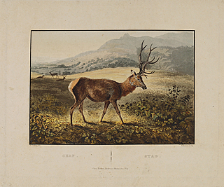 Jeleń w górach (tyt.oryg.: „Cerf- Stag”), 1 poł. XIX w.