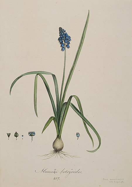 Szafirek drobnokwiatowy (tytuł oryg. „Muscani botryoides”), 1840