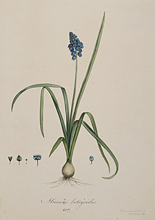 Szafirek drobnokwiatowy (tytuł oryg. „Muscani botryoides”), 1840