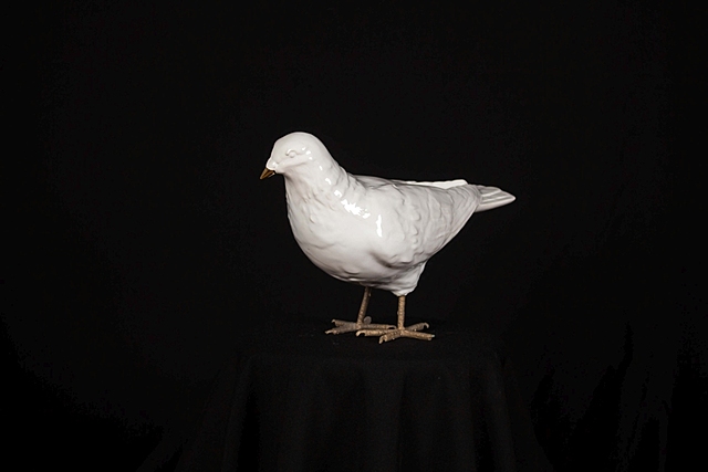 Gołąb, 2022