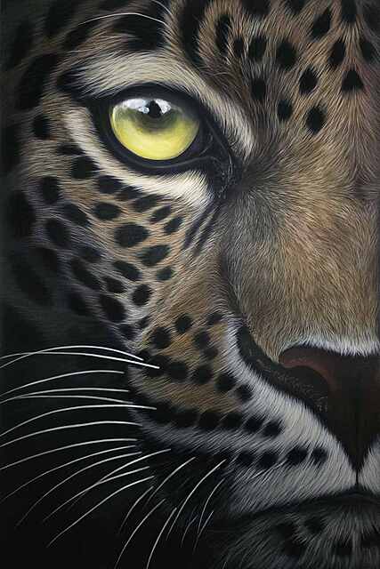 Lyra z cyklu Wild Eyes, 2025