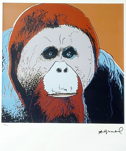 Orangutan, z serii "Zagrożone gatunki"