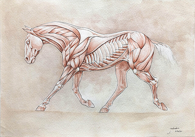 Studium anatomiczne konia, 2024