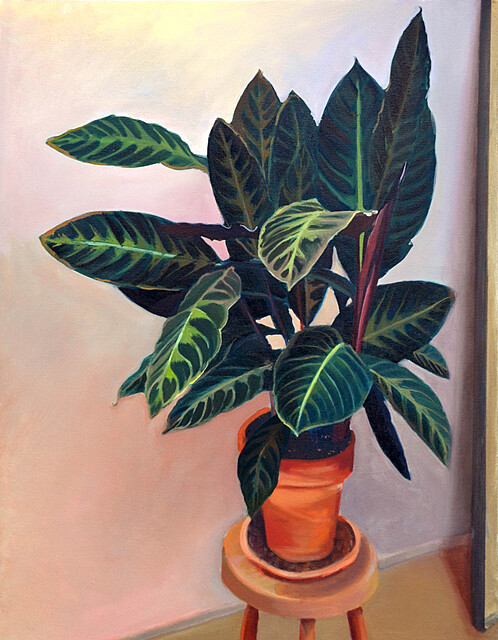 Calathea Warscewiczii, 2020