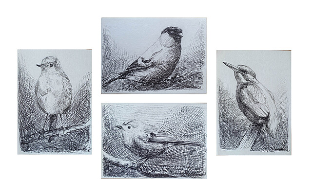 Zbiór 4 rysunków z cyklu "Ptaki" (Rudzik, Gil, Mysikrólik, Zimorodek), 2025