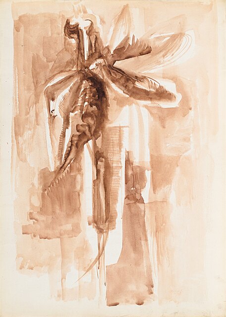 Światłocień owada