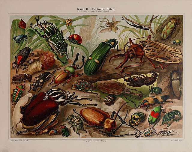 MORIN (XIX w.) - według