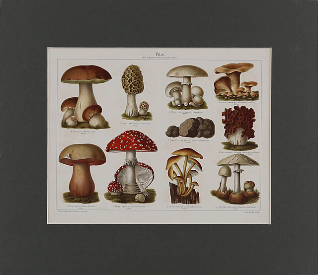 Pilze (Grzyby trujące), XIX w.
