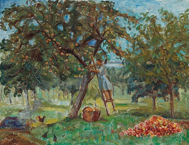 ZBIÓR JABŁEK, 1950