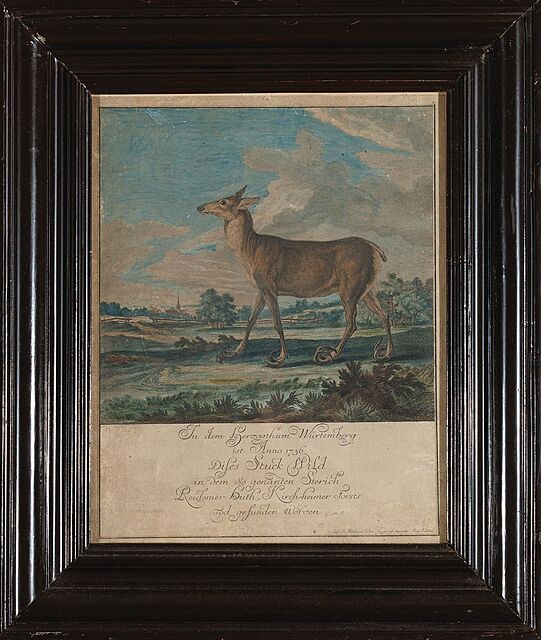 ŁANIA O DŁUGICH RACICACH, ok. 1740