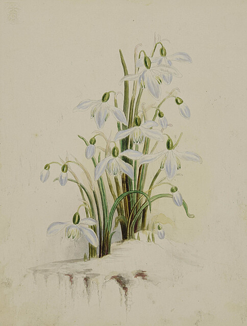 Przebiśniegi, ok. 1867