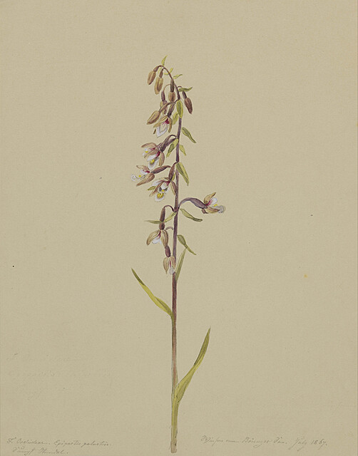 Orchidea, 1867