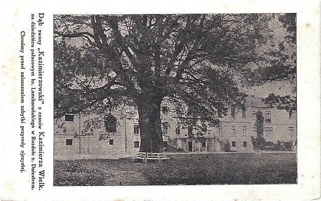 Dąb zwany "Kazimierzowski" z czasów Kazimierza Wielk.