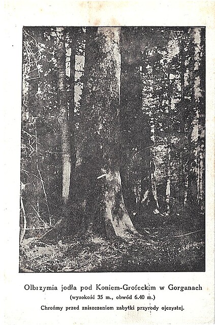 Olbrzymia jodła pod Koniem-Grofeckim w Gorganach (wysokość 35 m., obwód 6.40 m.)