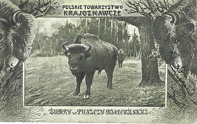 Polskie Towarzystwo Krajoznawcze. Żubry w Puszczy Białowieskiej