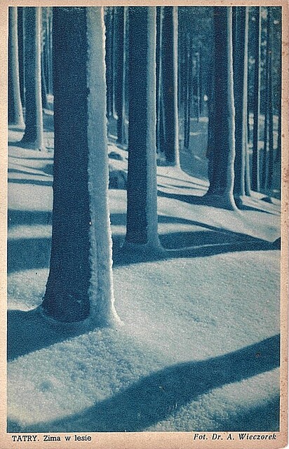 Tatry. Zima w lesie. Fot. Dr. A. Wieczorek