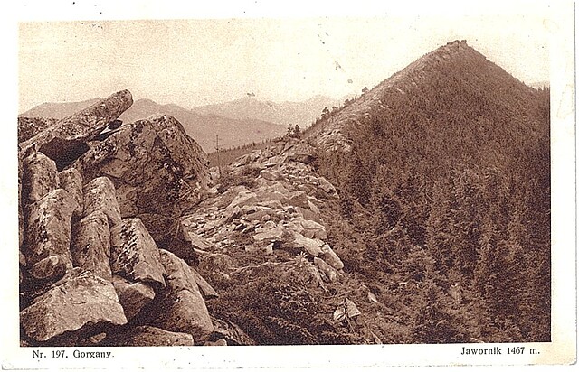 Nr. 197. Gorgany. Jawornik 1467 m.