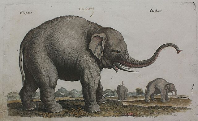 Słoń (ilustracja do: Jan Jonston „Historiae naturalis de quadrupedibus libri cum aeneis figuris”, tabl. VIII, Frankfurt, Mathias Merian, 1652)