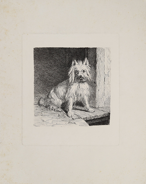 Siedzący szpic, po 1880