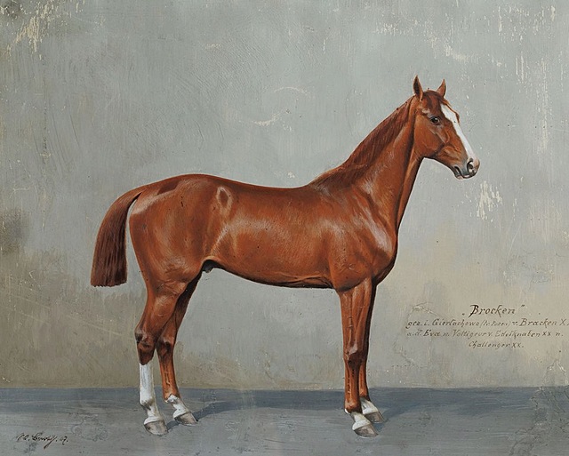 KASZTANEK BROCKEN Z GIERŁACHOWA, 1907