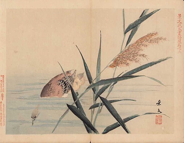 NURKUJĄCA KACZKA, 1892