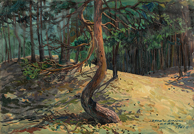 Poskręcana sosna, 1961 r.