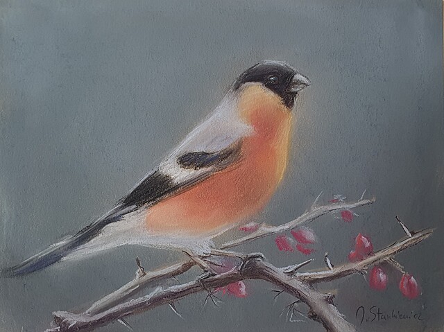 Gil na gałązce, 2026