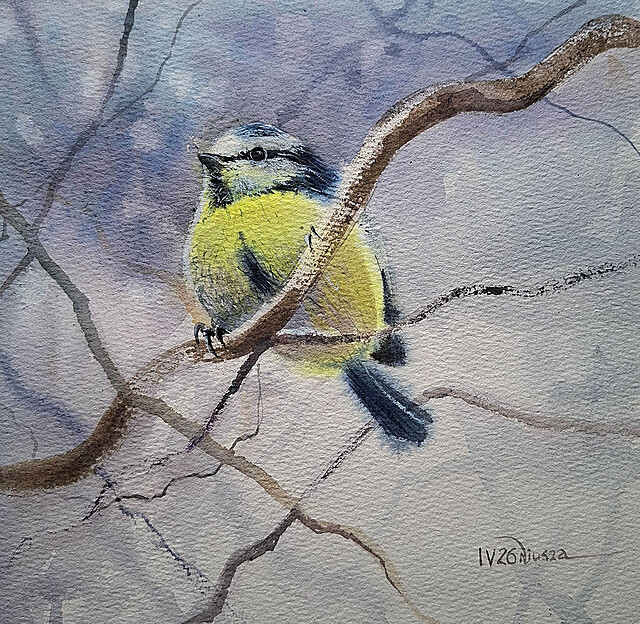 Modraszka, 2016