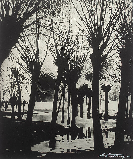 Wierzby