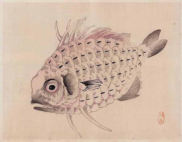 SOSNOWA RYBA, Kioto, 1913