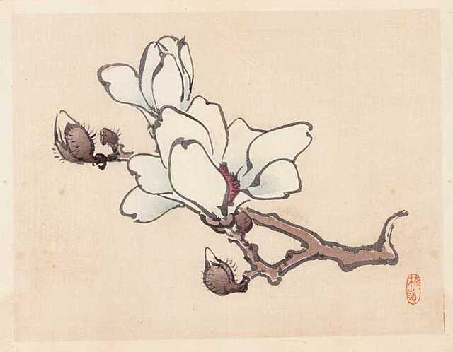 MAGNOLIA, Kioto, 1913