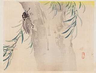 CYKADA, Kioto, 1913
