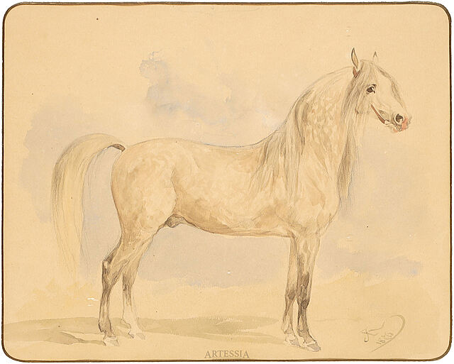 Partyzant – arab siwy ze stada Jarczowieckiego, 1876
