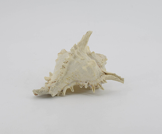 Muszla morska (Murex ramosus)