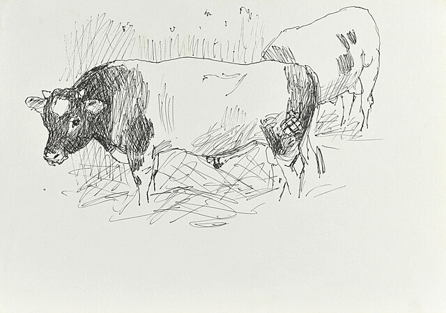 Krowa