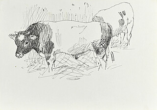 Krowa