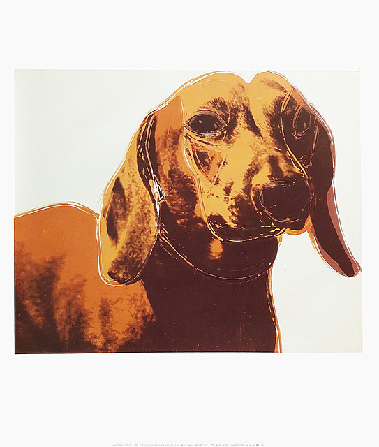 Dachshund (Archie)