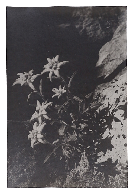 Szarotka alpejska