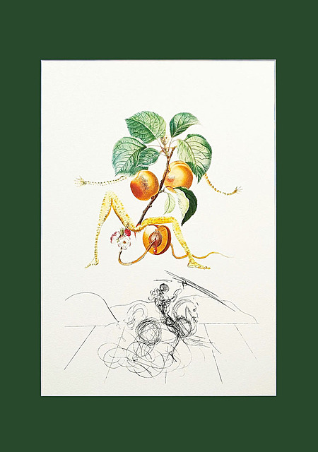 Apricot Knight (Rycerz moreli) z Serii: Flors Dali (Owoce)