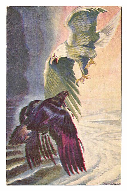 Orły